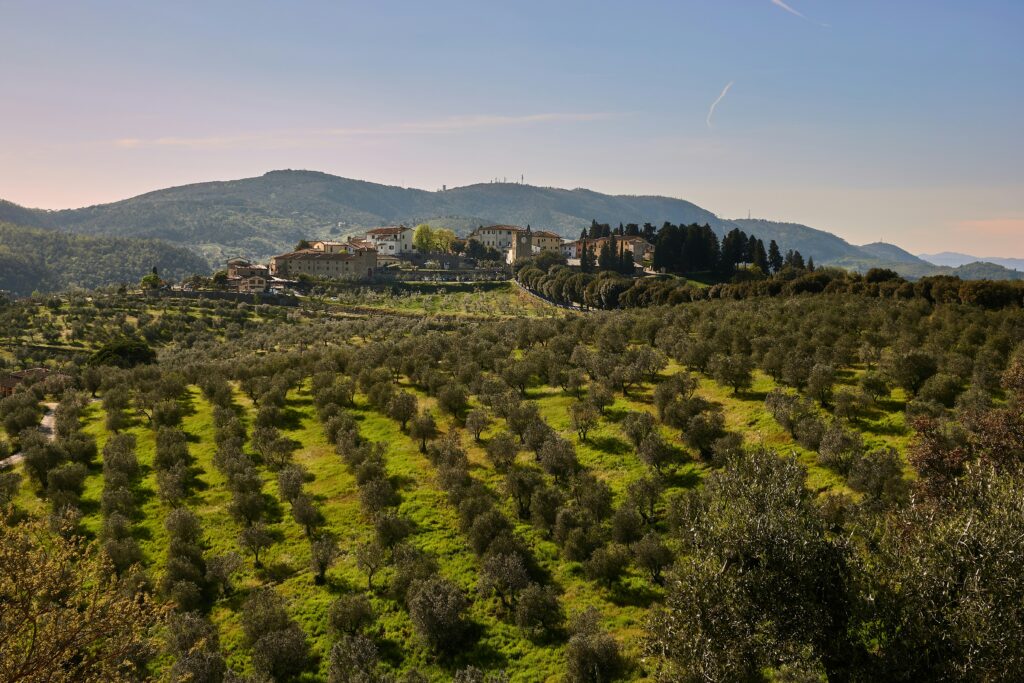 Prime Olive Farms Sale Portugal